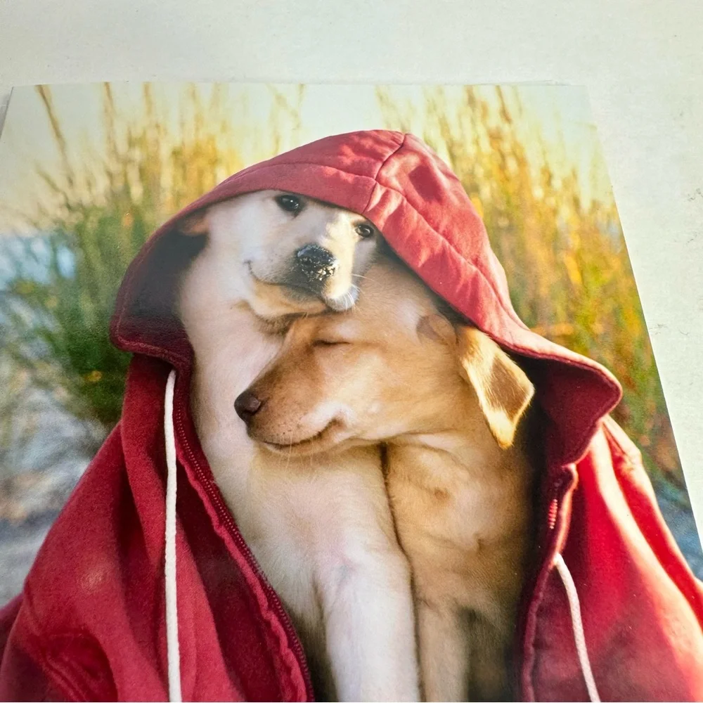 6 Avanti Greeting cards - dog couple under hoodie Holiday: Valentine’s Day